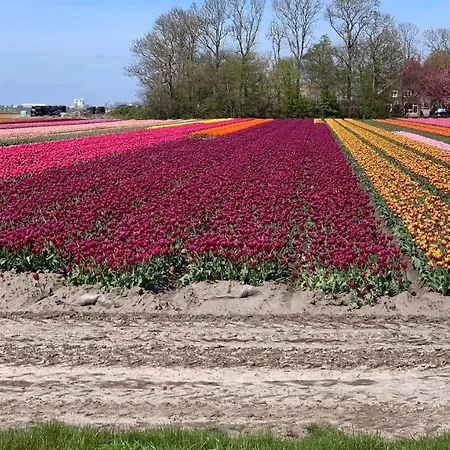 Dragonfly Chalet Burghorn * Schagen