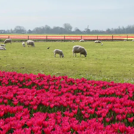 Dragonfly Chalet Burghorn Nyaraló