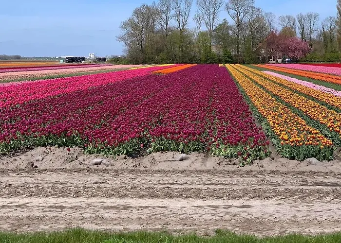 Dragonfly Chalet Burghorn * Schagen