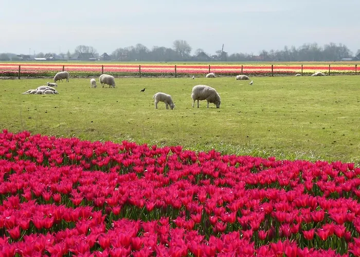 Dragonfly Chalet Burghorn Semesterbostad
